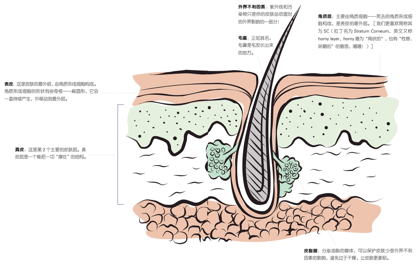 皮肤结构图